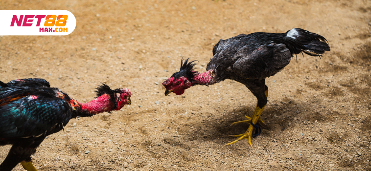 quick cockfight net88